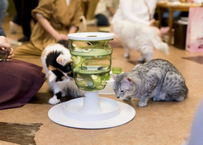 Visiting Tokyo Cat Cafe Temari No Ouchi Cute And Fluffy Just