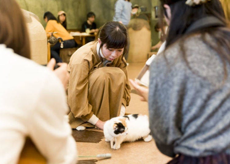 Addicted to Cats! I Want to Come Back to Cat Cafe Temari no Ouchi!
