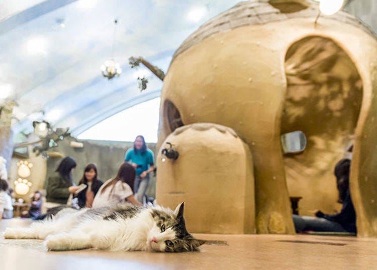 No Extra Charge! Cat Cafe Temari no Ouchi is Great for Those Who Love Cats!