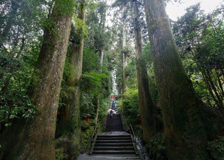▲The Shodomedo stone stairway has 90 steps and is lined with towering cedar trees