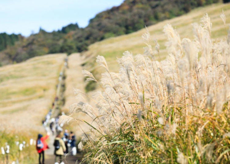 ▲ The pampas grass is spread around on both sides of the main road