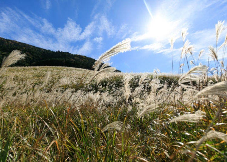 ▲ In the autumn many tourists gather to view the beautiful golden shiny pampas grass