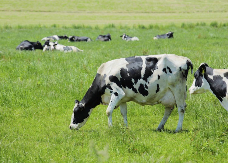 黑白相間的荷蘭乳牛
