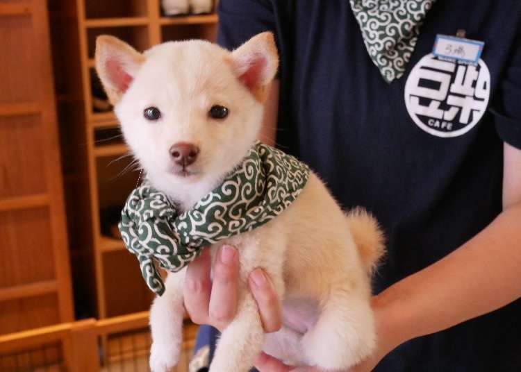 不只有貓咪咖啡廳東京超萌 原宿乃豆柴咖啡廳 享受被柴柴包圍的犬迷天堂 Live Japan 日本旅遊 文化體驗導覽