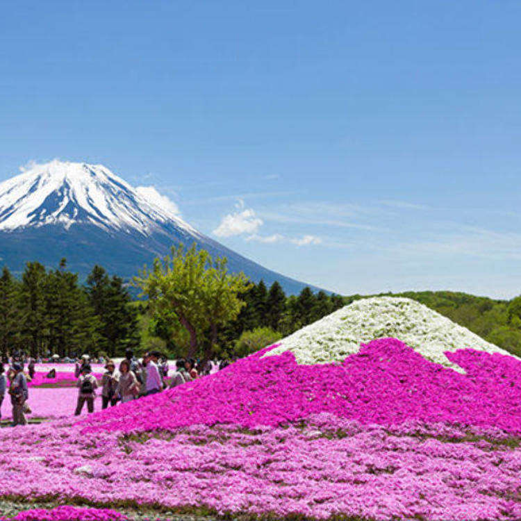 Top 5 Incredible Mt Fuji Viewing Spots For Your Japan Trip Spring And Summer Guide Live Japan Travel Guide