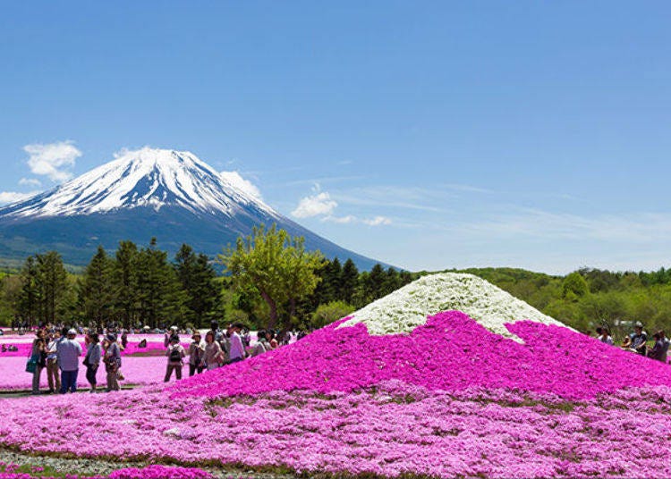 Mount Fuji, the real one and the moss phlox version. 800,000 blossoms spread on a carpet of 2.4ha on the largest moss phlox field in the Tokyo area.