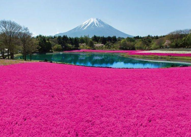 Phlox and the Ryujin Pond on the premises. At that time, Mount Fuji’s peak is still covered in snow.