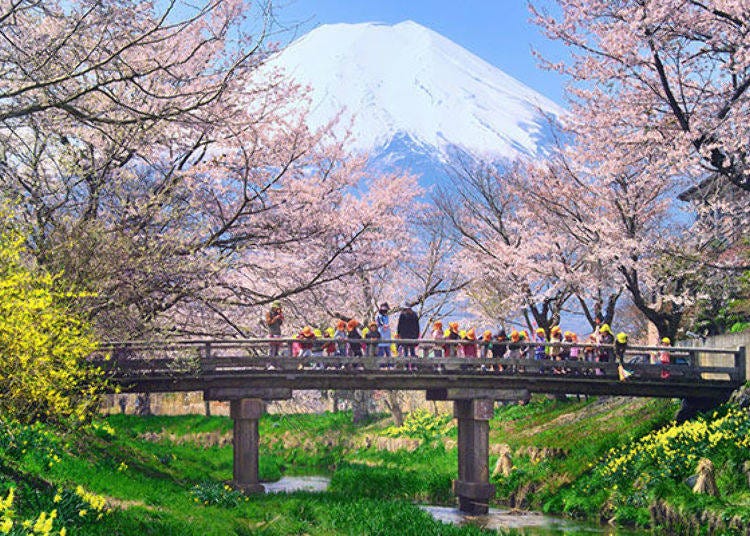 The embodiment of Japanese spring. Oshino Village’s scenic view is unchanged since centuries. (Photo credit: Oshino Village)