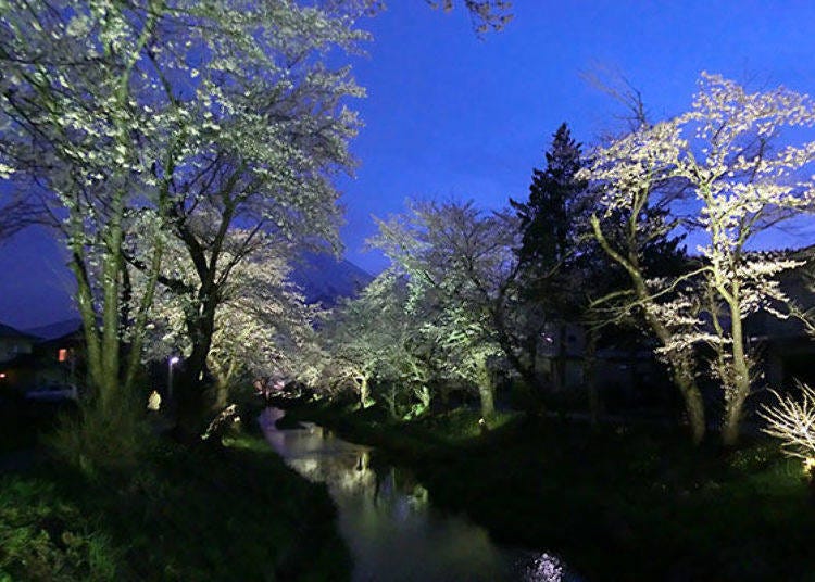 The light-up at night, highlighting yozakura (cherry blossoms at night). (Photo credit: Oshino Village)