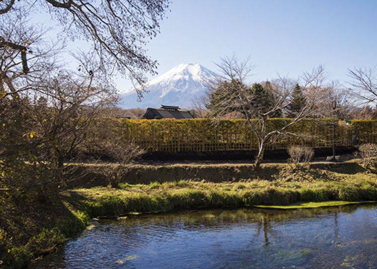 Nigori Pond, part of Oshino Hakkai. It’s a 2-minute walk away from the Shinashōgawa River and its cherry blossoms. (Photo credit: Oshino Village)