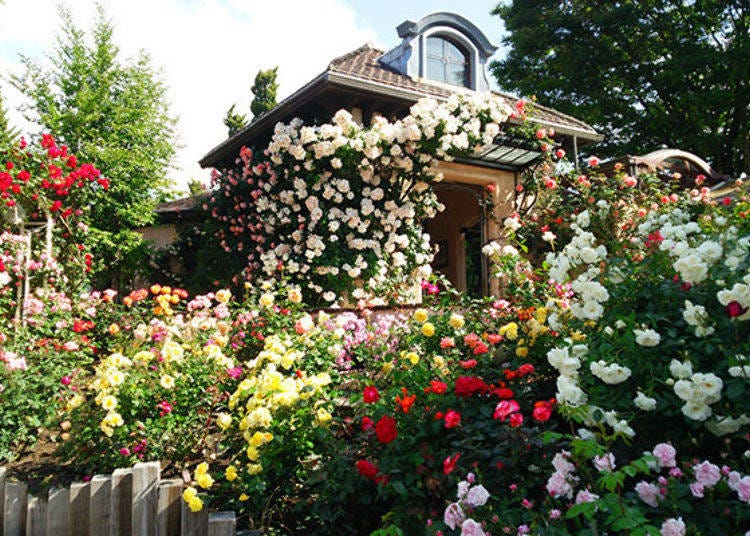 In mid-June, the garden transforms into a colorful ocean of roses.
