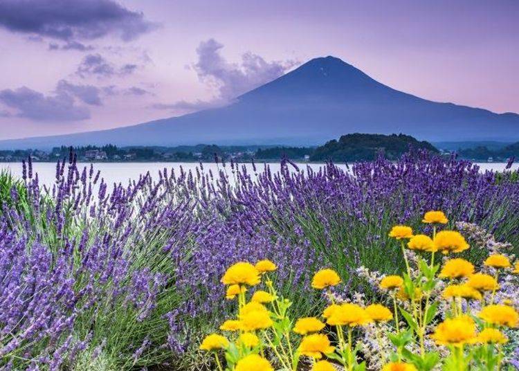 Mount Fuji towering over the lake, seen from Oishi Park. The mountain changes its appearance throughout the day.