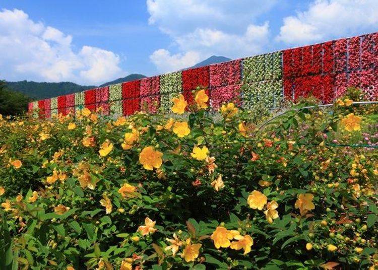 The begonia waterfalls on the flower road.