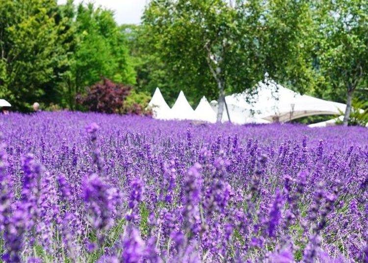 Lavender, lavender, lavender. The scenery is enchanting, the aroma is out of this world.