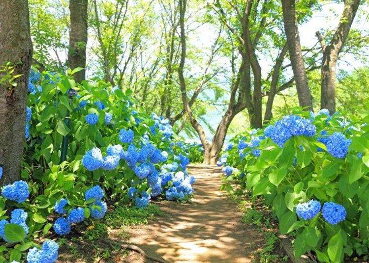 The fresh blue color follows the lake’s shore on the hydrangea path.