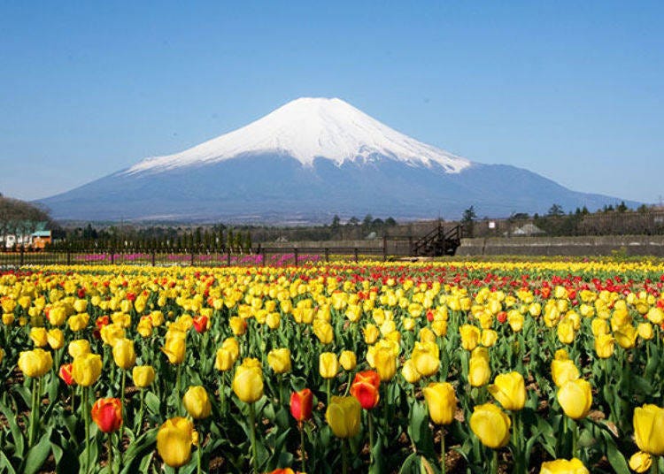 Mount Fuji towers majestically over the tulip field. It’s an open, vast scenery that invites to take a deep breath. *The tulips bloom from late April to early May.