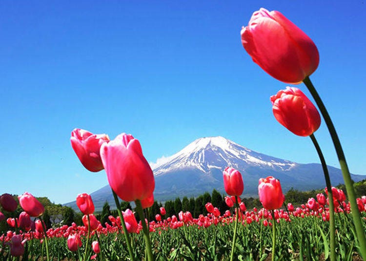 The tulips blossom between late April and early May. It’s a vast area to be enjoyed at your heart’s leisure.