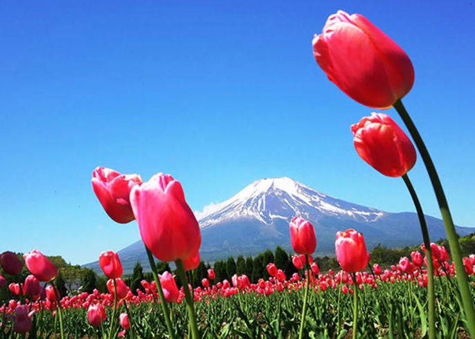 Top 5 Stunning Mount Fuji And Flowers Viewing Spots For 2021 Spring And Summer Live Japan Travel Guide