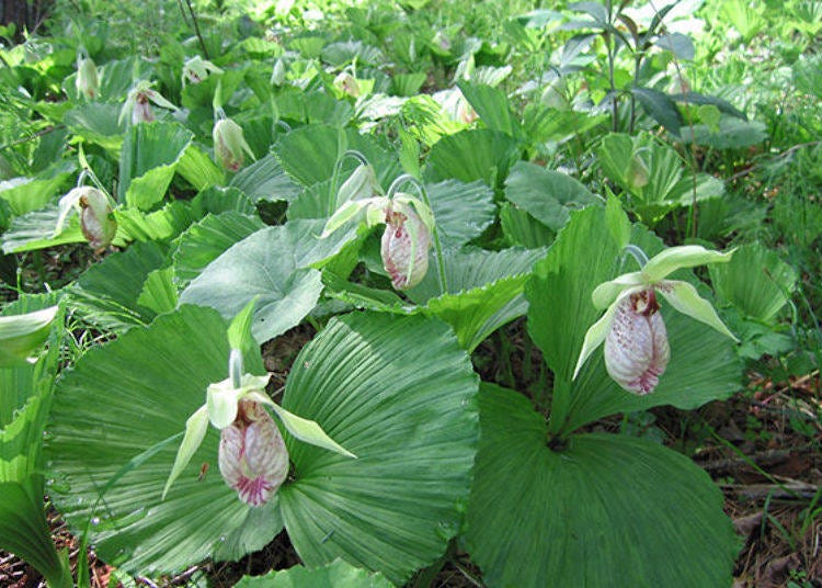 Also called Japanese or Korean lady slipper, the Japanese cypripedium boasts about 3,000 individual plants inside the park.