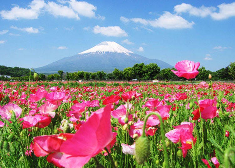 The poppies blossom between early July and mid-July, attracting plenty of visitors as well.