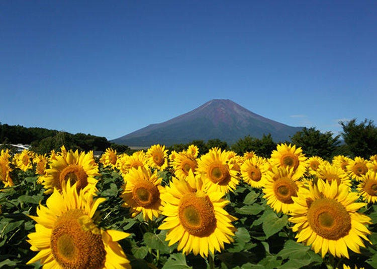 Mid-August to late August is sunflower season! A maze is made inside the flowers and the laughter of children echoes from within.