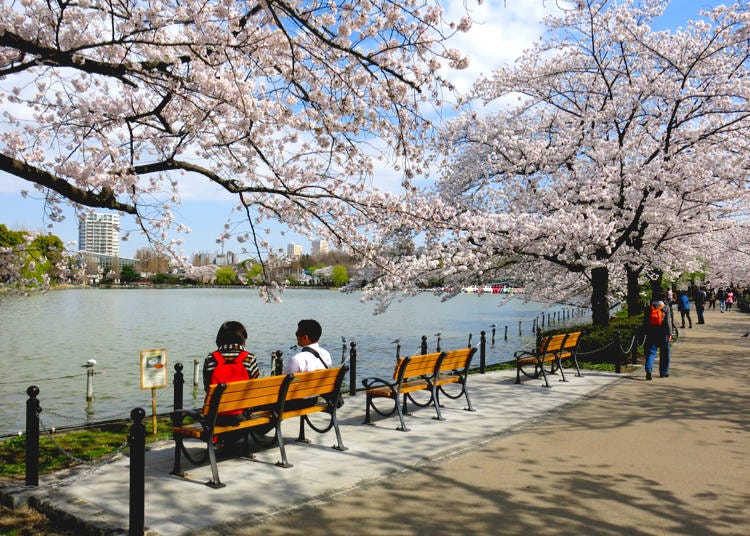 In spring, Ueno is also one of Tokyo's most famous spots for hanami - cherry blossom viewing