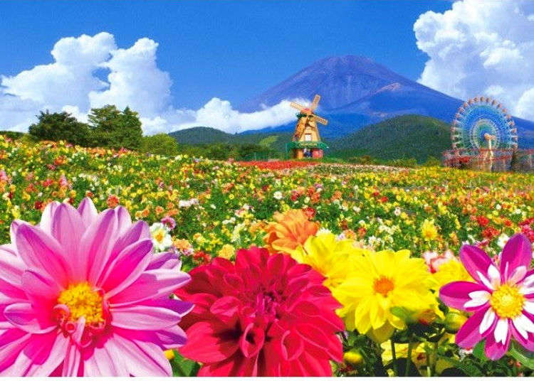 Japan S Spectacular Flower Fantasy 2019 30 000 Dahlias Right In Front Of Mount Fuji Live Japan Travel Guide
