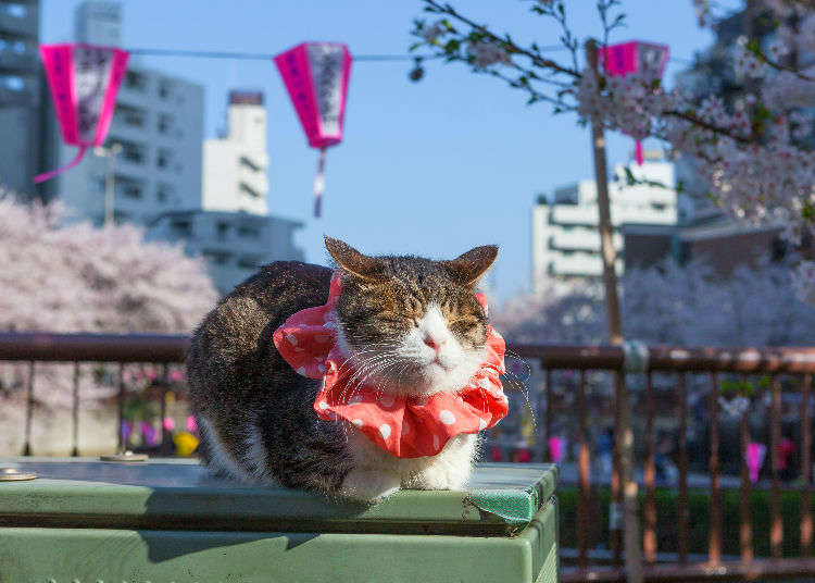 Japanese Cat Fight