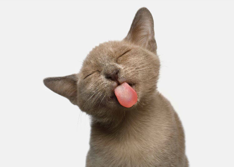 cat with weird tongue