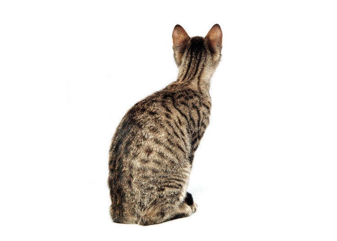 Don T Be A Cat Pooper Weird Hilarious Japanese Animal Phrases