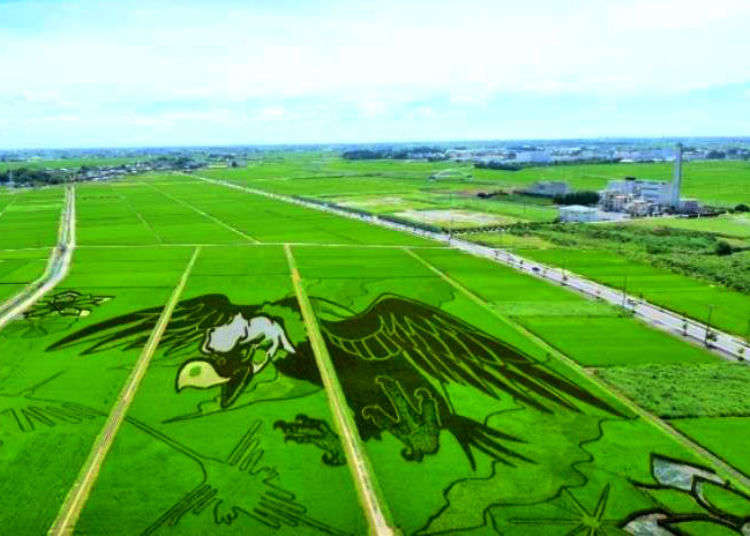 Amazing Rice Paddy Art! Behind the scenes of a unique modern Japanese tradition