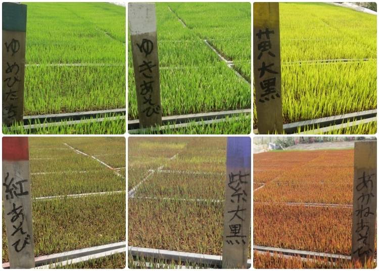 Samples of different rice varieties, each with a different color. Images courtesy of Mito City Rice Paddy Art Information