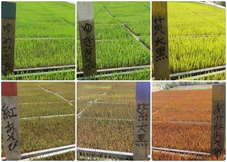 Samples of different rice varieties, each with a different color. Images courtesy of Mito City Rice Paddy Art Information