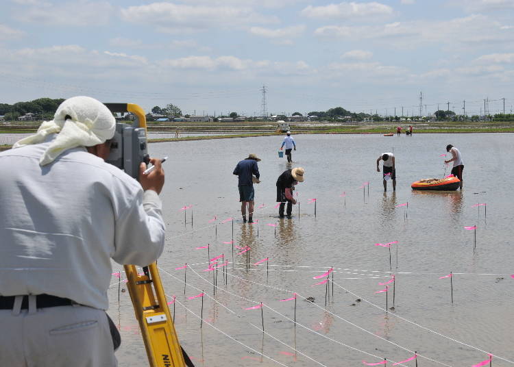 Image courtesy of Gyoda City Rice Paddy Art Information