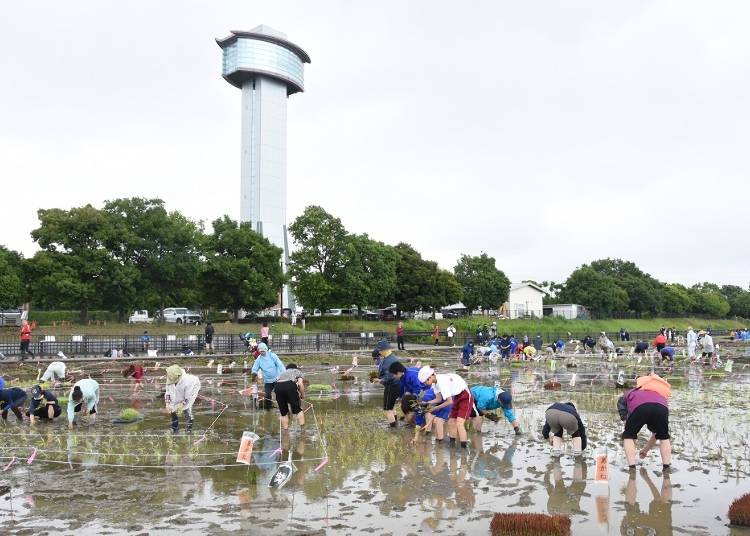 Image courtesy of Gyoda City Rice Paddy Art Information