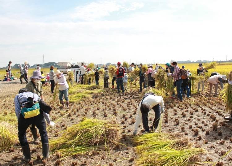 Image courtesy of Gyoda City Rice Paddy Art Information