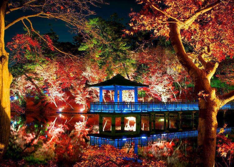 5 Most Beautiful Places to See Autumn Leaves at Night in Tokyo