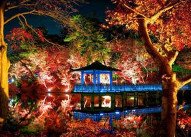 5 Most Beautiful Places to See Autumn Leaves at Night in Tokyo