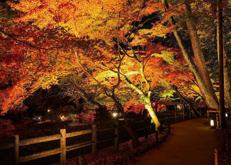 東京夜楓景點④長谷寺（神奈川・鎌倉）