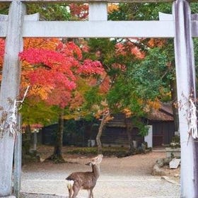 Japan Autumn & Winter Illuminations Discovery Tour (12 Days)
(Image: Viator)