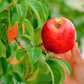 (From Sapporo) Noboribetsu Fruit Picking & Autumn Leaves Viewing Tour