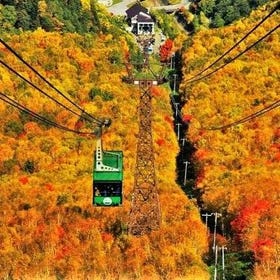 Kurodake Ropeway, Asahiyama Zoo Autumn Leaves Bus Tour
Details & Bookings ▶
(Image/Activity Partner: Viator)