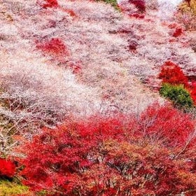 (Aichi) Korankei - Sakura & Autumn Colors Together Bus Tour from Nagoya
Details & Bookings ▶
(Image/Activity Partner: Viator)