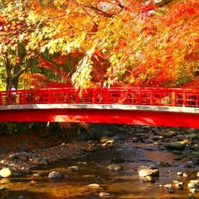 (Tokyo) Izu Peninsula Autumn Leaves 1-Day Tour
Details & Bookings ▶
(Image/Activity Partner: KKday)