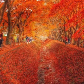 (Tokyo) 2-Day Mt. Fuji and Lake Kawaguchi Fall Foliage Tour
Details & Bookings ▶
(Image/Activity Partner: KKday)