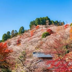 (Nagoya) Wonderful Spectacle of Cherry Blossoms and Fall Foliage
Details & Bookings ▶
(Image/Activity Partner: KKday)