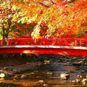 (東京発)伊豆半島 紅葉日帰りツアー
Details & Bookings ▶
(Image/Activity Partner: KKday)