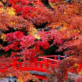 (Saitama) Kawagoe Autumn Maple One Day Tour from Tokyo
(Image: Klook)