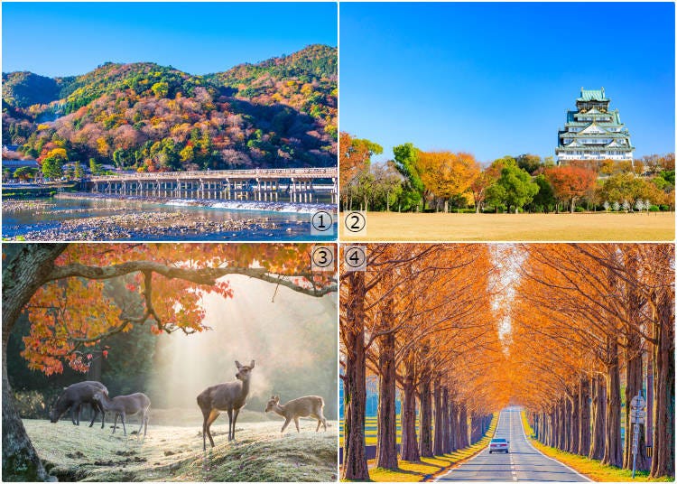 1-Arashiyama (Kyoto); 2-Osaka Castle; 3-Nara Park; 4-Metasequoia Namiki Avenue (Shiga) (Photos: PIXTA)