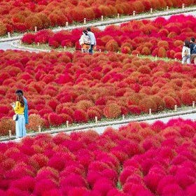 (东京出发)常陆海滨公园、袋田瀑布与龙神大吊桥一日游
详情及预订 ▶
(图片/活动合作方:Klook)